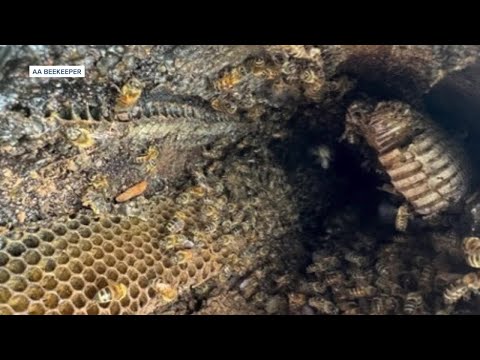 San Marcos church volunteer recounts terrifying encounter with swarm of bees