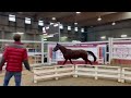 Show jumping horse Veline