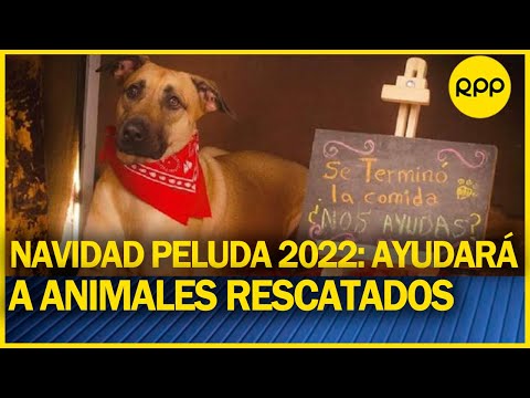 “Navidad peluda 2022”: Más de 3 mil perros y gatos rescatados se beneficiarán con feria