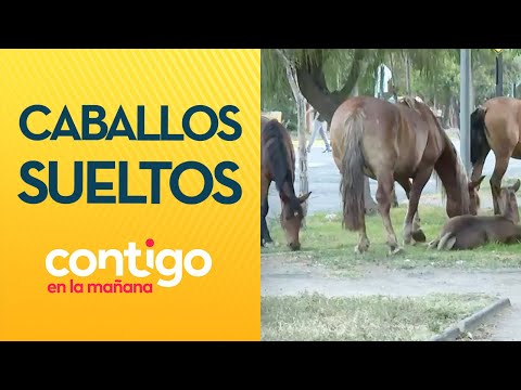 ES BIEN PELIGROSO: Preocupación causó caballos sueltos en Recoleta - Contigo en la Mañana