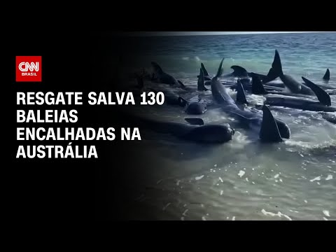 Resgate salva 130 baleias encalhadas na Austrália | LIVE CNN