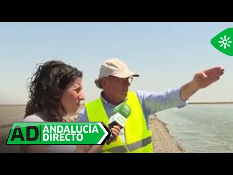 Andalucía Directo | El cultivo de arroz regresa a las marismas del Guadalquivir