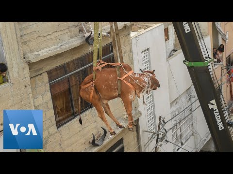 🔵Cows Hoisted From Rooftop Ahead of Eid al-Adha in Pakistan