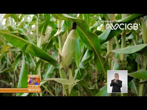 Impulsa Gobierno cubano proyecto de cultivo del maíz híbrido transgénico