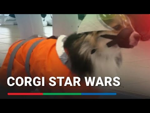 Corgis parade in Star Wars outfits as Moscow exhibition marks anniversary | ABS CBN News