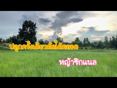 อัพเดทแปลงหญ้าซิกแนลเลื้อย-อาย อัพเดทแปลงหญ้าซิกแนลเลื้อย-อาย