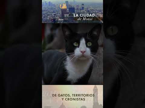 La Ciudad de Monsi |  De Gatos