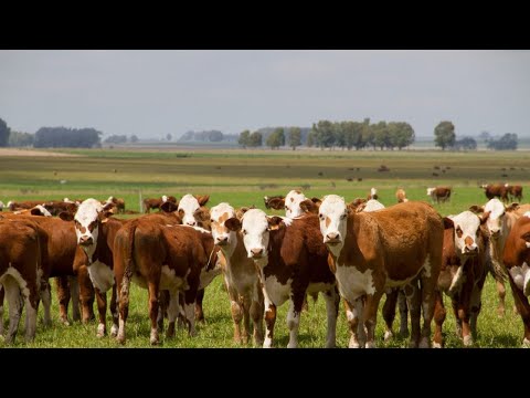 Análisis de Martín Olaverry: Uruguay superó los 2 millones de dólares de exportación de carne vacuna