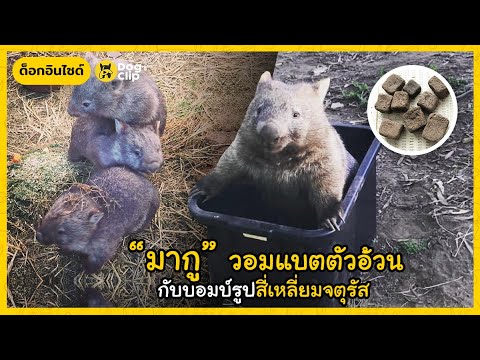 มากู-วอมแบตตัวป่วนกับบอมบ์รูปส มากู-วอมแบตตัวป่วนกับบอมบ์รูปส