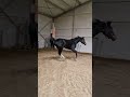 Show jumping horse 3 jarige merrie te koop