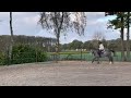 Allround-pony Hele lieve betrouwbare sportpony