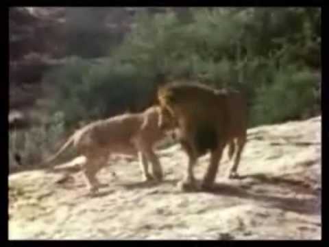 Video: Ką ten sakei apie liūtus? - 