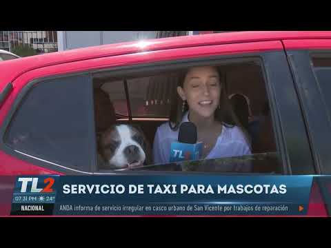 Taxi para mascotas