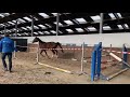 Springpaard Super interessant gefokte 3 jarige ruin te koop!