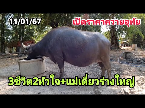 เปิดราคาควายอุทัยสามชีวิตรสอง