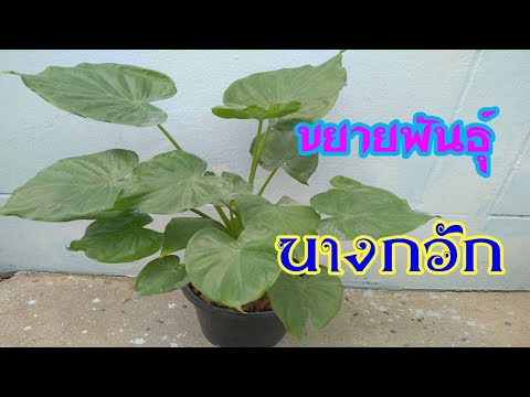 ขยายพันธุ์ว่านนางกวัก-กวักเศรษ ขยายพันธุ์ว่านนางกวัก-กวักเศรษ