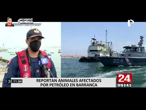 Derrame de petróleo en Ventanilla: reportan animales afectados por crudo en Barranca