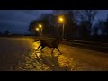 Dressage horse Nieuwe film!! 4 jarige Franklin Bordeaux merrie