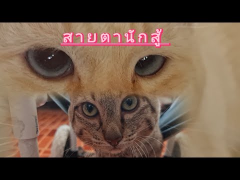 สายตานักสู้แมวพิการแมวใจสู้แมว