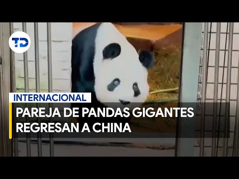 Regresa a China pareja de pandas gigantes junto con sus tres crías
