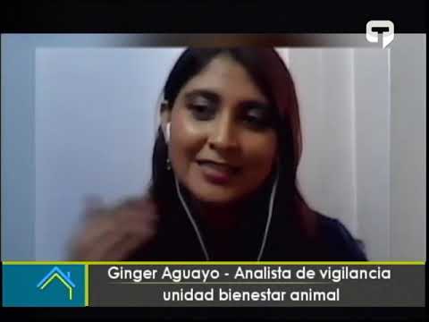 Registro de perros y gatos será obligatorio en Quito