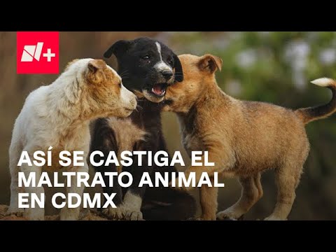 ¿Qué dice la ley sobre el maltrato animal en CDMX? - Despierta