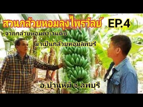 สวนกล้วยหอมลุงไพรวัลย์EP.4จา