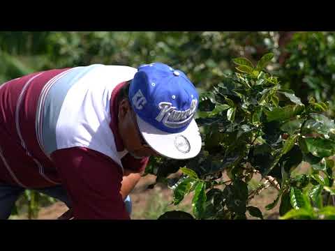 Se siembra el árbol de café número un millón de la Hispanic Federation en Yauco