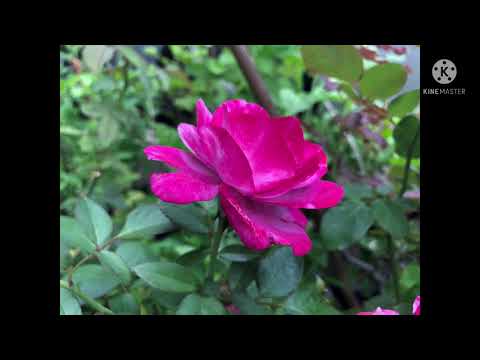 Flower-in-Thailand-Ep#11/4 Flower-in-Thailand-Ep#11/4
