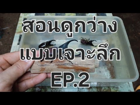 สอนดูกว่างแบบเจาะลึกep.2(โดยทอ