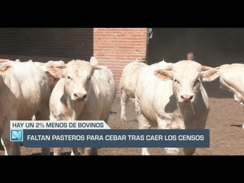 El Campo | Faltan pasteros para cebar tras caer los censos | 26/04/24