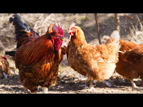Ante la aparición de gripe aviar en el país, las autoridades piden no manipular aves muertas