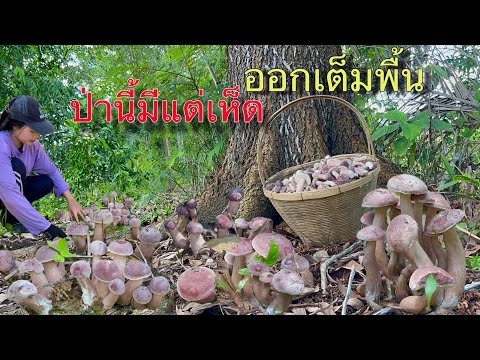 290667ที่สุดของความอลังการ!!!