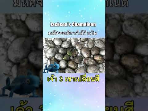 นี่คือการให้กำเนิดสุดมหัศจรรย์