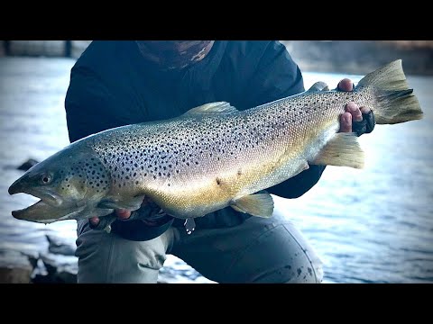 my biggest brown of 2020 - bottom bouncing for lake ontario brown trout