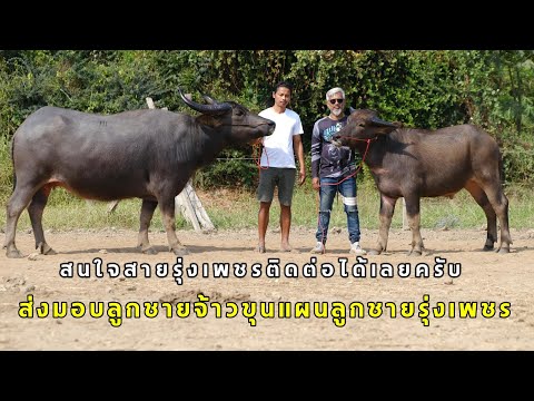 ส่งมอบลูกชายจ้าวขุนแผนลูกชายร