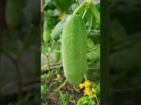 ผักปลอดสารพิษ บ้านน้องปลายฝน แตงกวาปลอดสาร.ปลูกผักกินเองgardenเกษตรผสมผสานfarmingเกษตรสวน