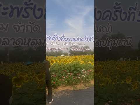 ทุ่งทานตะวันระแหงลาดหลุมแก้ว