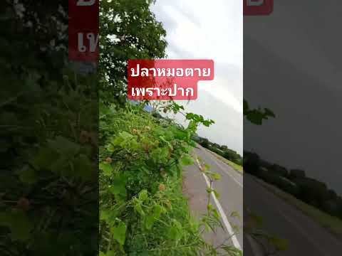 คำพูดพูดดีได้ทำไม่ได้ปลาหมอตาย