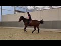 Show jumping horse QC Special Lancer