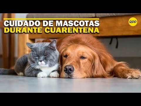¿Cómo cuidar a tu mascota durante la cuarentena