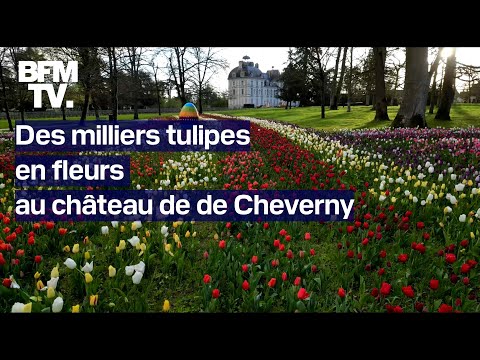 Les très belles images des milliers de tulipes en fleurs au château de Cheverny