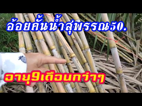 อ้อยคั้นน้ำสุพรรณ50.อายุ9เดือน อ้อยคั้นน้ำสุพรรณ50.อายุ9เดือน