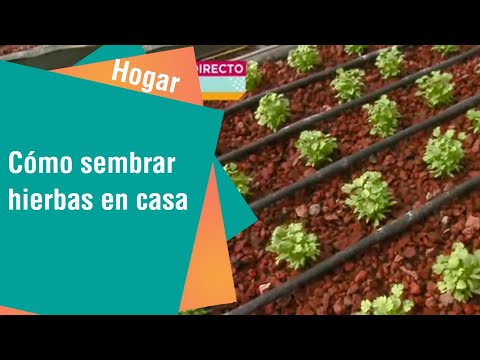 Cómo sembrar hierbas en casa | Hogar