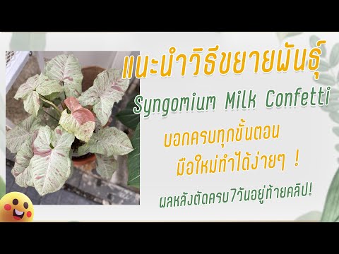 แนะนำวิธีขยายพันธ์ุSyngonium