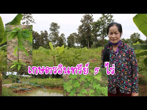 ทำเกษตรอินทรีย์ผสมผสาน-5ไร่-ปล ทำเกษตรอินทรีย์ผสมผสาน-5ไร่-ปล