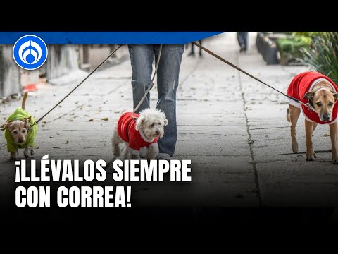 ¿Cómo prevenir que tu mascota se extravíe? Ana Villagrán lo explica