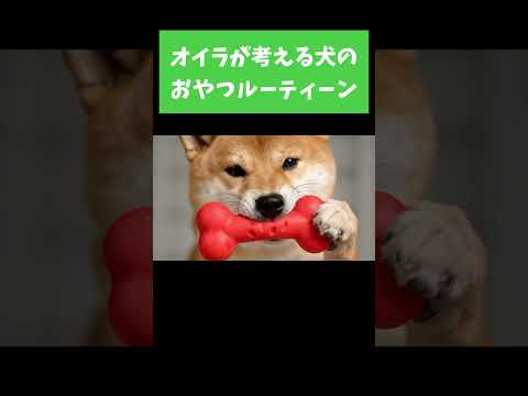 柴犬のおねだりルーティーン