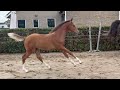 Show jumping horse Hengstveulen van Denzel v/h Meulenhof