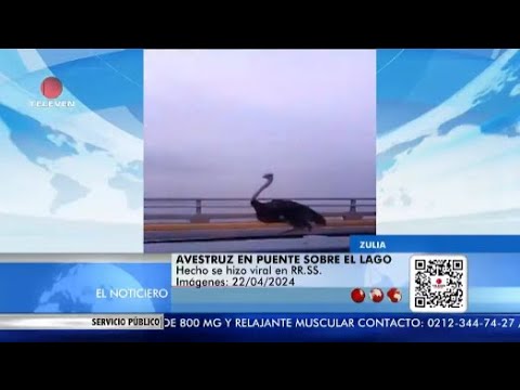 Avestruz paseó por el puente sobre el lago de Maracaibo – EL Noticiero emisión Meridiana 23/04/24